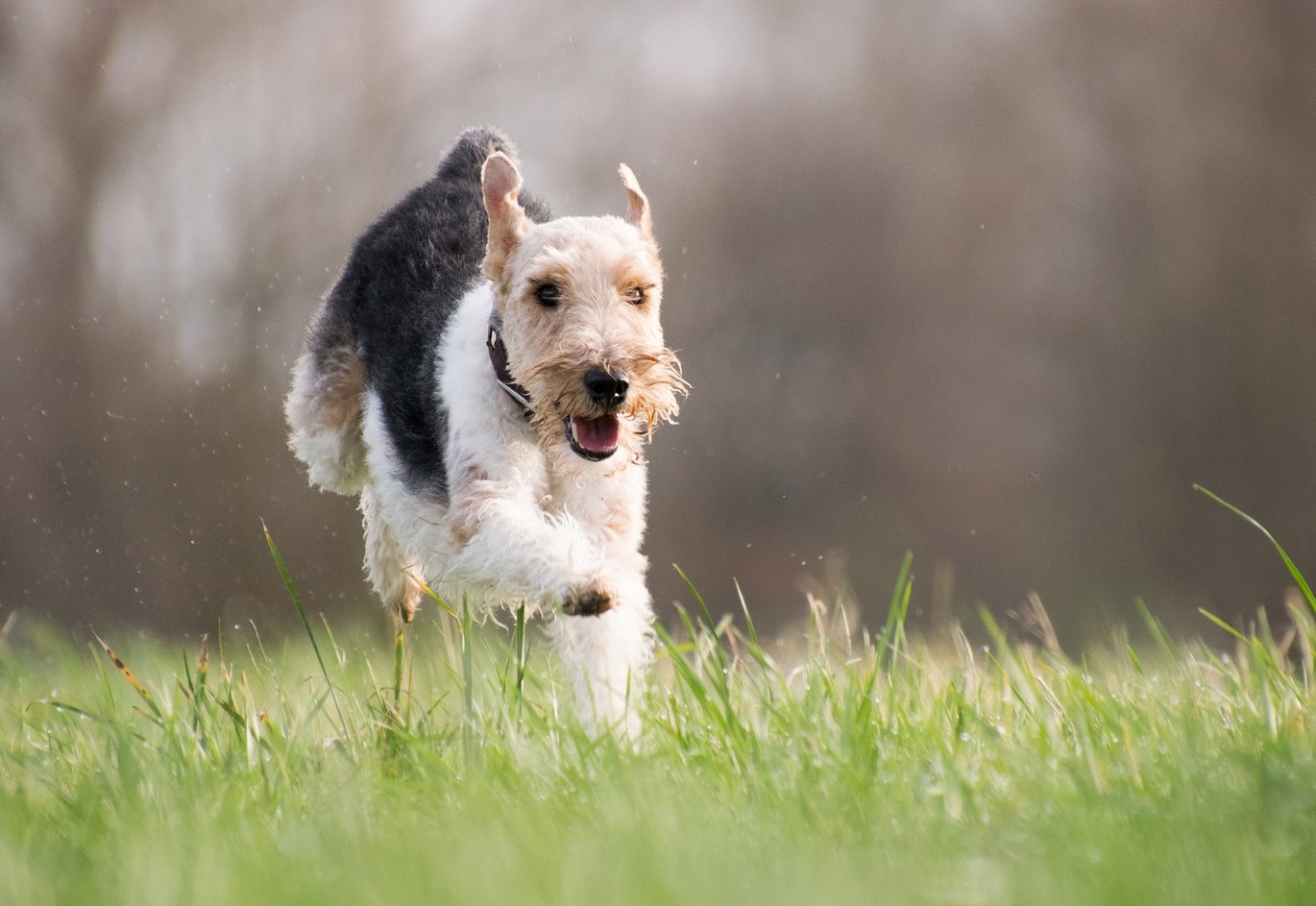 15 buone abitudini da mantenere in area cani