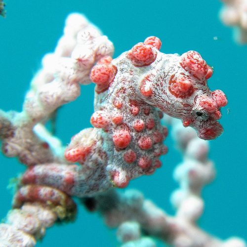 8. Hippocampus bargibanti. Un cavalluccio marino che vive nelle barriere coralline della zona compresa tra l'Indo-Pacifico e l'Oceania. L'aspetto, caratterizzato dai tipici tubercoli rossi, deriva dalla necessità di mimetizzarsi tra i coralli per evitare i predatori.