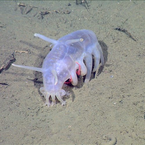10. Porcellino di mare (Scotoplanes globosa). Si tratta di un cetriolo di mare che vive negli oceani. È dotato di 4 occhi dorsali, che gli servono per scrutare attentamente ciò che lo circonda, e ben 7 paia di zampe.